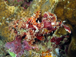 "Juvenile Scorpionfish"  This little guy was maybe two in... by Bill Stewart 